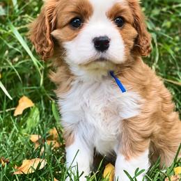 Benny - Blenheim male Cavalier King Charles Spaniel puppy in Greensboro, North Carolina from Hyde Park Cavaliers