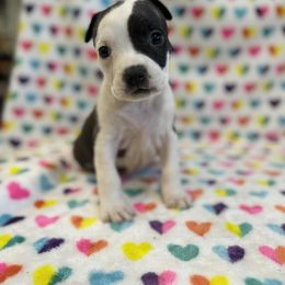Brindle Female - Black brindle female American Pit Bull Terrier puppy in Nine Mile Falls, Washington from Bartin Kennels