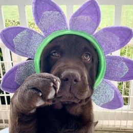 Labrador Retrievers from Infinity Labradors