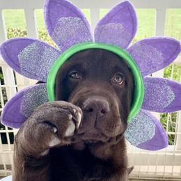 Labrador Retrievers from Infinity Labradors