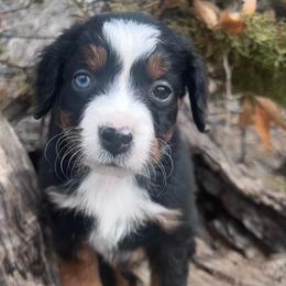 Atomic - male Australian Mountain Doodle puppy in Randolph, Utah from Dry Canyon Pups