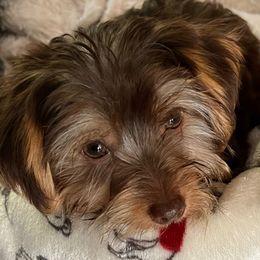 Yorkshire Terrier All Grown Up from Happy Days