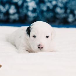 Milo - Black and white male Bernedoodle puppy in Lima, Ohio from Hommel’s Mini Darling Doodles