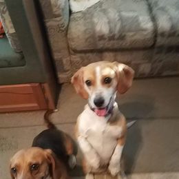 Beagle All Grown Up from Hamptons Ridge Beagles