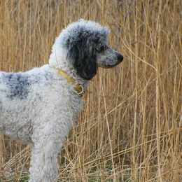 Australian Shepherds, Black and Tan Coonhounds, English Springer Spaniels, and Poodles from Aspenleiter’s Ranch Hands