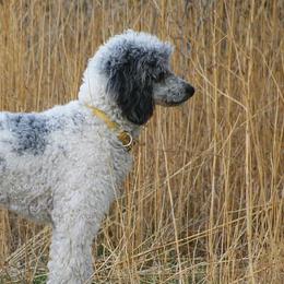 Australian Shepherds, Black and Tan Coonhounds, English Springer Spaniels, and Poodles from Aspenleiter’s Ranch Hands