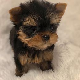 Lexi - Black and gold female Yorkshire Terrier puppy in Luray, Tennessee from Little Angel Yorkies