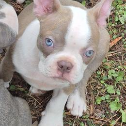 Boston Terrier Puppies from Celtic Kennel Bostons
