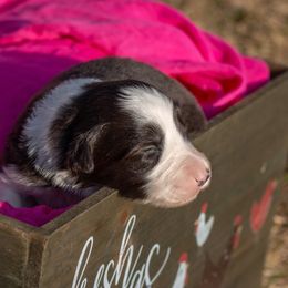 San - Border Collie puppy in Twin Cities Area, Minnesota from Astoria Canines