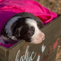 San - Border Collie puppy in Twin Cities Area, Minnesota from Astoria Canines