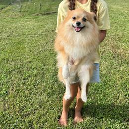 Legacy - Orange sable female Pomeranian puppy in Tyler, Texas from Aukland’s Poms