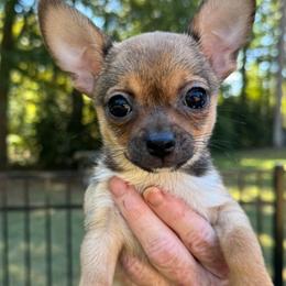 Peso - Red male Chihuahua puppy in Indian Trail, North Carolina from Carry On Chihuahuas