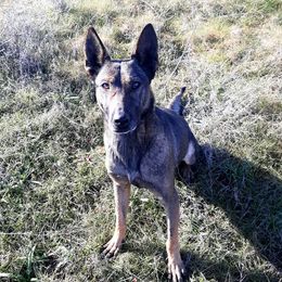Belgian Malinois, Dutch Shepherds, and German Shepherds from VANDERLINDEN.POLITIEHONDEN