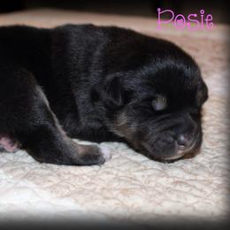 Posie - Black tri-color female Australian Shepherd puppy in Iota, Louisiana from C'est Bon Aussies Australian Shepherds