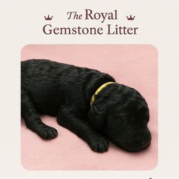 Princesses Onyx Royale Rosa Red - Black female Poodle puppy in Woodbridge, Virginia from Rosa Red Standard Poodles