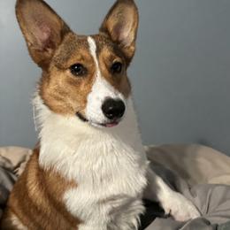 Buttersworth - Sable male Pembroke Welsh Corgi puppy in Saint George, South Carolina from Carolina cotton candy corgis