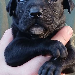 Pink girl - Boerboel puppy from Flanders Kennels LLC