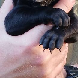 Pink girl - Boerboel puppy from Flanders Kennels LLC