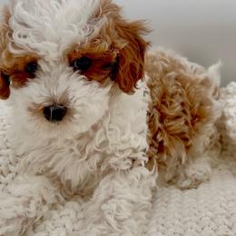 Surfer - Blenheim male Cavapoo puppy in Utah County, Utah from Cascade Springs Doodles