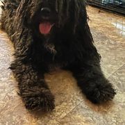 Spanish Water Dog Puppies from LIJA Spanish Water Dogs