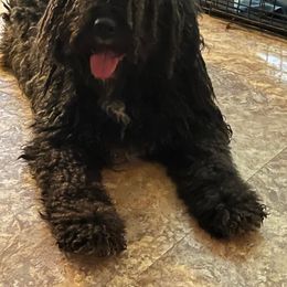 Spanish Water Dog Puppies from LIJA Spanish Water Dogs
