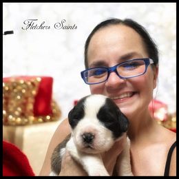 Black collar - Mahogany and white male Saint Bernard puppy in New Philadelphia, Ohio from Fletchers Saints