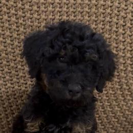 Nova Girl 4 - Phantom female Bernedoodle puppy in Churchill County Fallon, Nevada from Card Family Ranch