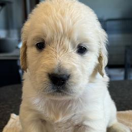 Boy 5 - Light golden male Golden Retriever puppy in Graham, Washington from Purebred Golden Paws