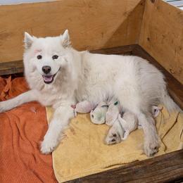 Girl 4 - White female Samoyed puppy in Effingham, Illinois from The Office Pups