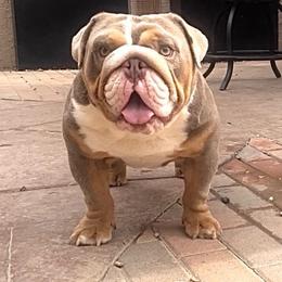 Scarface - Bulldog