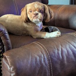 Archie - Shih Tzu