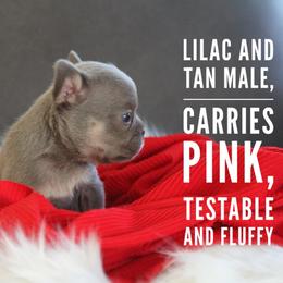 Lilac boy - Blue male French Bulldog puppy in Piedmont, Oklahoma from 5A Frenchies