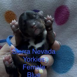 Blue - Black and tan female Yorkshire Terrier puppy in South Lake Tahoe, California from Sierra Nevada Yorkies