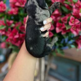 Bandit Jr. - Dapple male Dachshund puppy in Harold, Kentucky from Taylors Tiny Tails