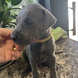 Yellow - Blue male Great Dane puppy in Plano, Texas from Blue Thunder Danes