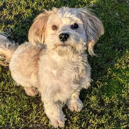 Mochi - Havanese