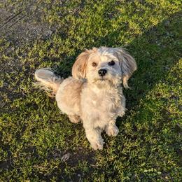 Mochi - Havanese