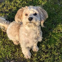 Mochi - Havanese