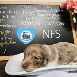 Tater - Dapple male Dachshund puppy in Hoquiam, Washington from Heyd's Mini Dachshunds