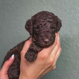 Clover - Brown male Poodle puppy in Midwest City, Oklahoma from Strawberry Hill Puppy Patch