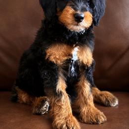 Green boy - Phantom male Bernedoodle puppy in Altura, Minnesota from Whitewater Bernedoodles & Bluffside Berners