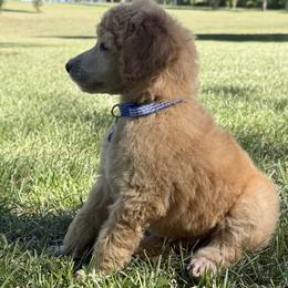 Mr Blue Collar (video) - Apricot male Poodle puppy in Screven, Georgia from Dreamland Standard Poodles