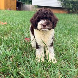 Coral with training - Brown white and tan female Cockapoo puppy in Boonville, North Carolina from Doods & Dolls