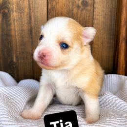 Tia - Red and white female Pomsky puppy in Grass Valley, California from Karalot Pomskies