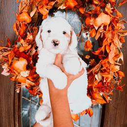 Yellow Girl - Parti female Goldendoodle puppy in Beecher, Illinois from Cherry Lane Doodles
