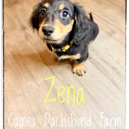 Zena - Black and cream female Dachshund puppy in Cincinnati, Ohio from Caines Dachshund Farm