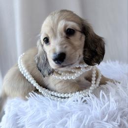 Brook - Red female Dachshund puppy in Richmond, Virginia from Irresistible Dachshunds & Cavaliers