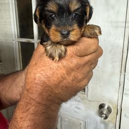 Oscar - Chocolate, tan and white male Yorkshire Terrier puppy in Kingston, Oklahoma from Lake Life