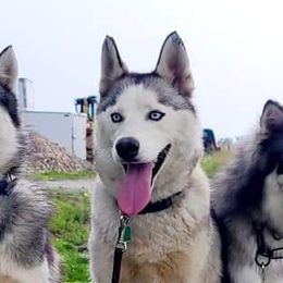 Miniature Australian Shepherds and Siberian Huskies from MightyTiny Kennel