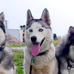 Miniature Australian Shepherds and Siberian Huskies from MightyTiny Kennel